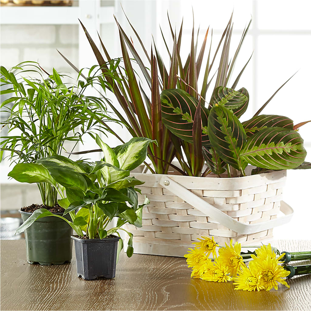 Florist Designed Blooming and Green Plants in a Basket – Cg Rain Florist, Cedar Grove NJ