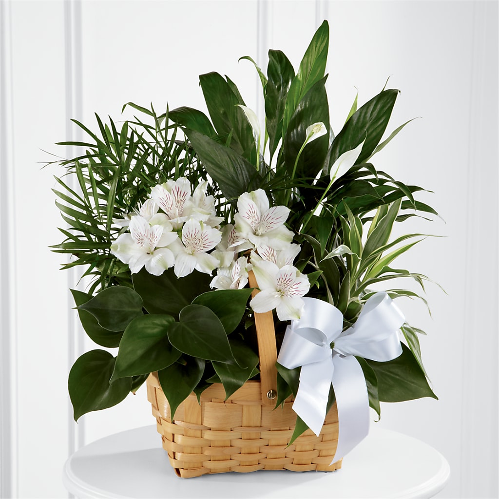 Peace & Serenity Dishgarden – Cg Rain Florist, Cedar Grove NJ
