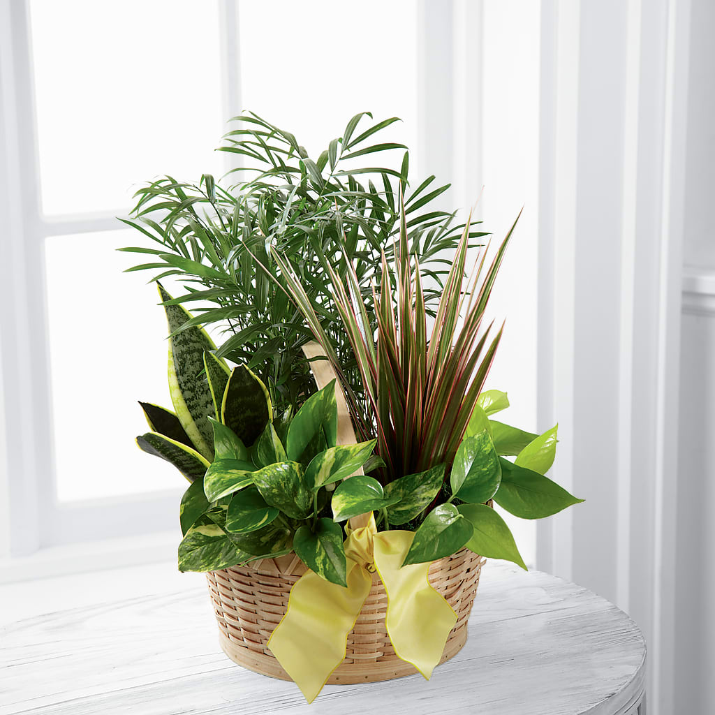 French Garden – Cg Rain Florist, Cedar Grove NJ