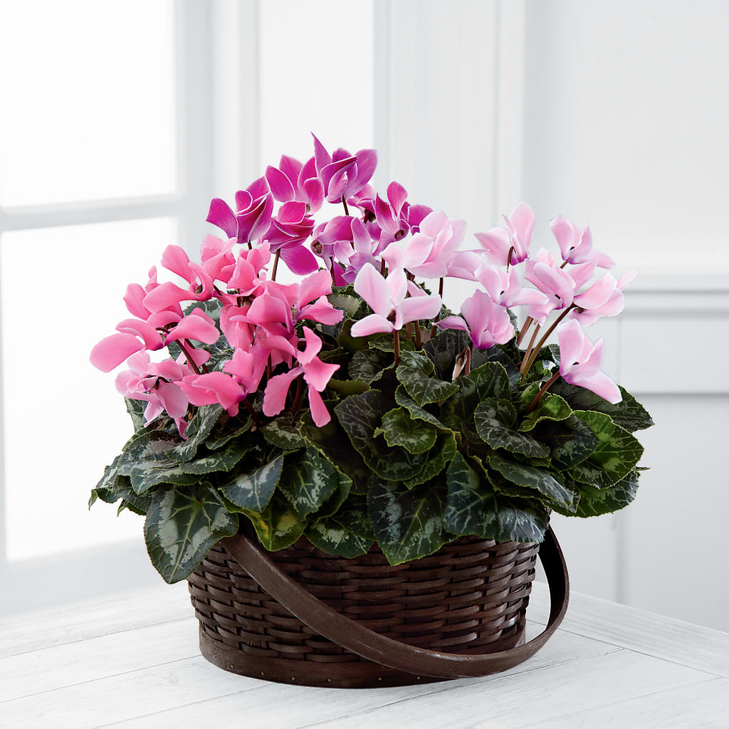 Mixed Cyclamen Planter – Cg Rain Florist, Cedar Grove NJ