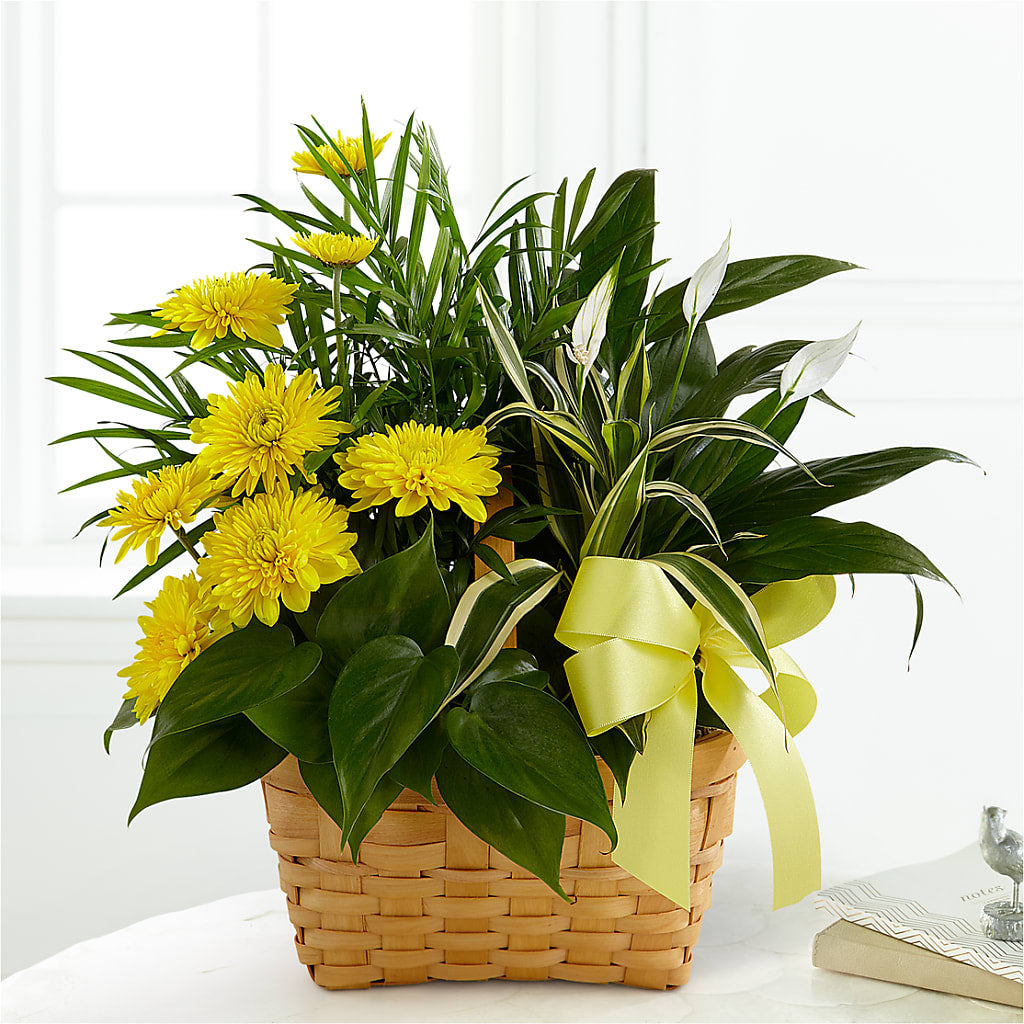 Loving Light Dishgarden – Cg Rain Florist, Cedar Grove NJ