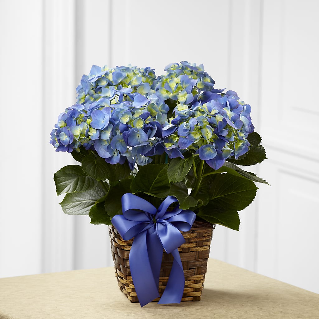 Blue Hydrangea Planter – Cg Rain Florist, Cedar Grove NJ