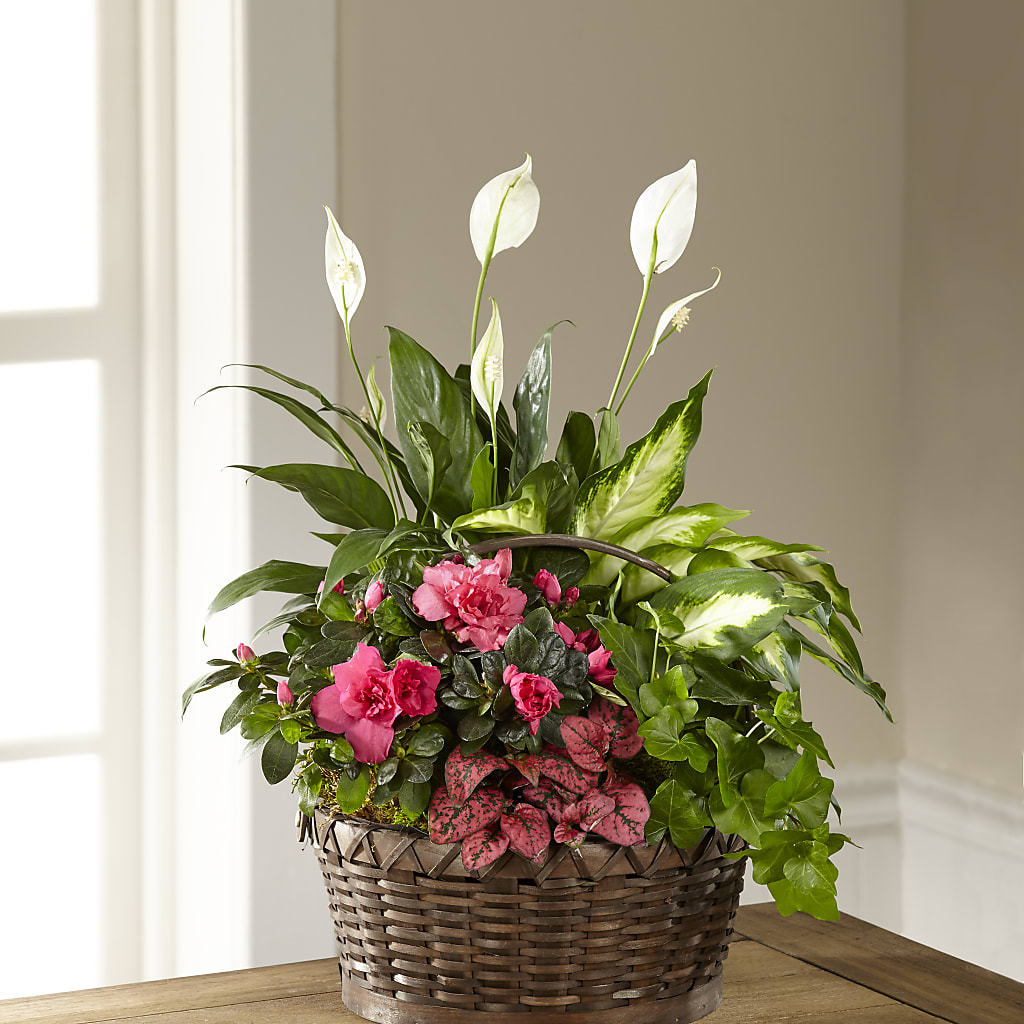 Dream in Pink Dishgarden – Cg Rain Florist, Cedar Grove NJ