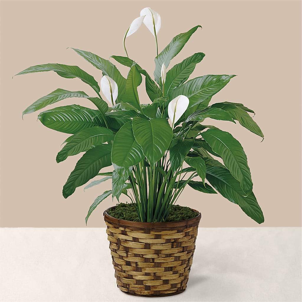 Tranquil Moments Peace Lily Plant – Cg Rain Florist, Cedar Grove NJ