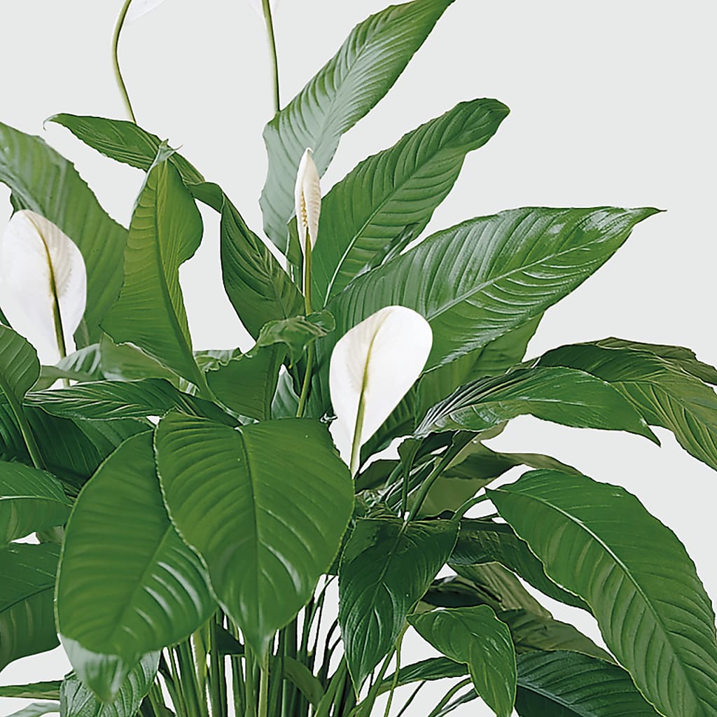 Tranquil Moments Peace Lily Plant – Cg Rain Florist, Cedar Grove NJ