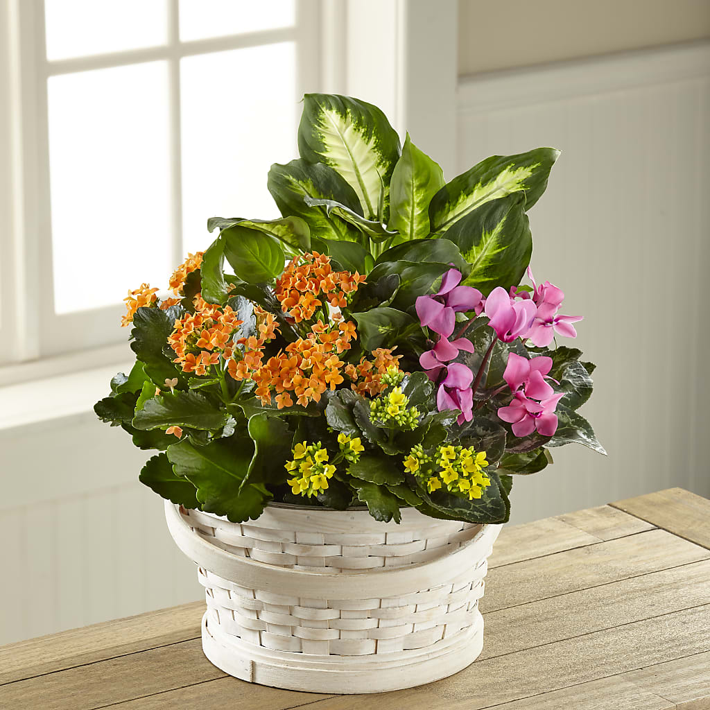 Color Crush Dishgarden – Cg Rain Florist, Cedar Grove NJ