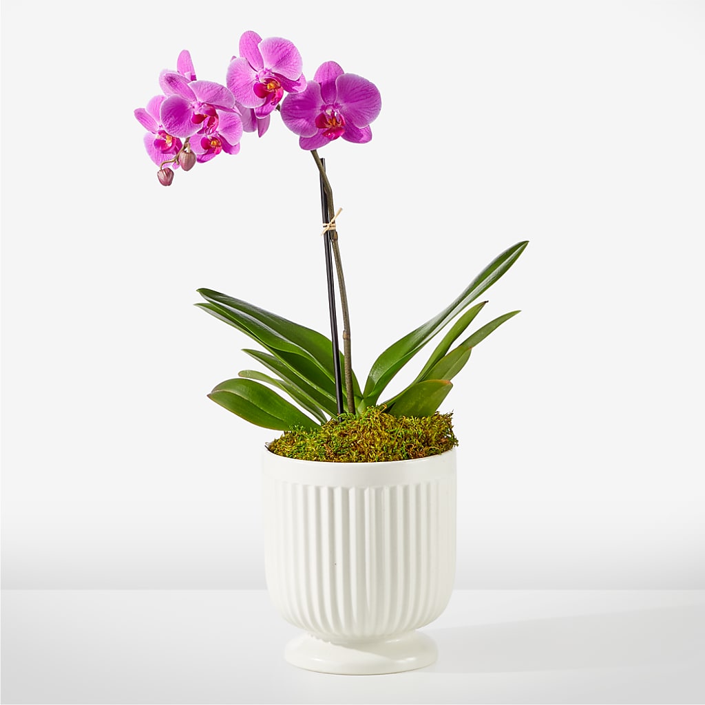 Friendly Fuchsia Orchid – Cg Rain Florist, Cedar Grove NJ