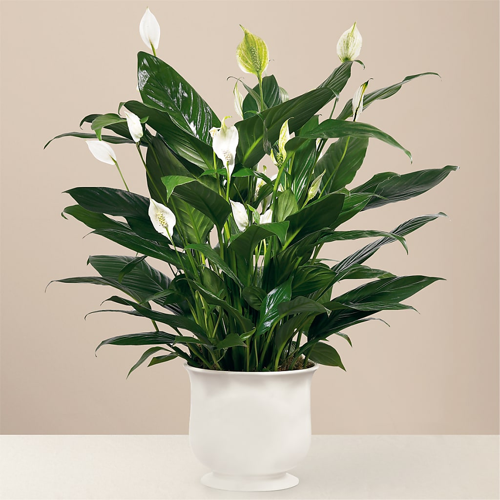 Comfort Planter – Cg Rain Florist, Cedar Grove NJ