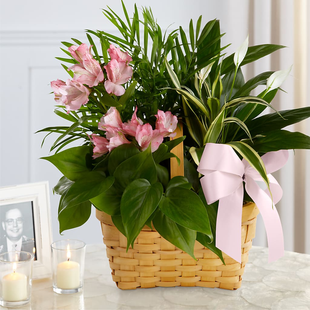 Living Spirit Dishgarden – Cg Rain Florist, Cedar Grove NJ