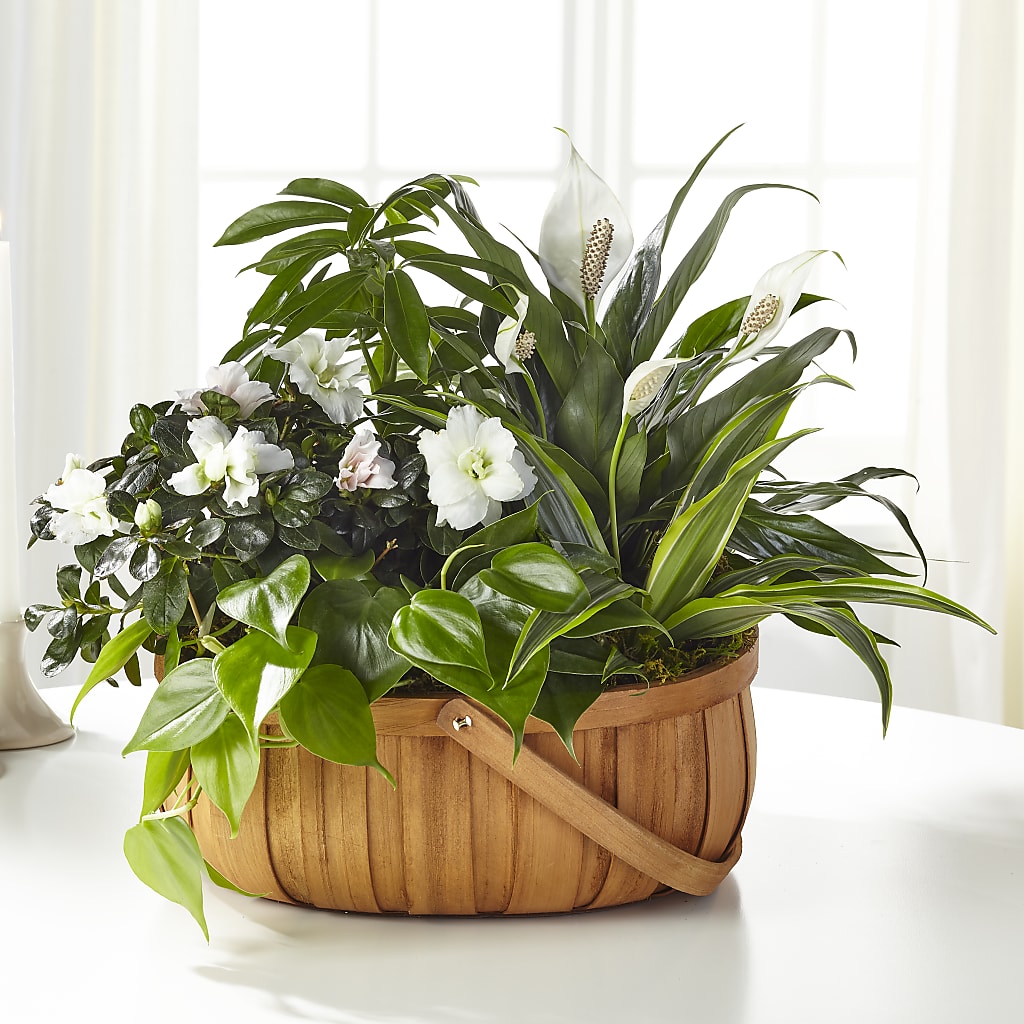 Serene Dishgarden – Cg Rain Florist, Cedar Grove NJ