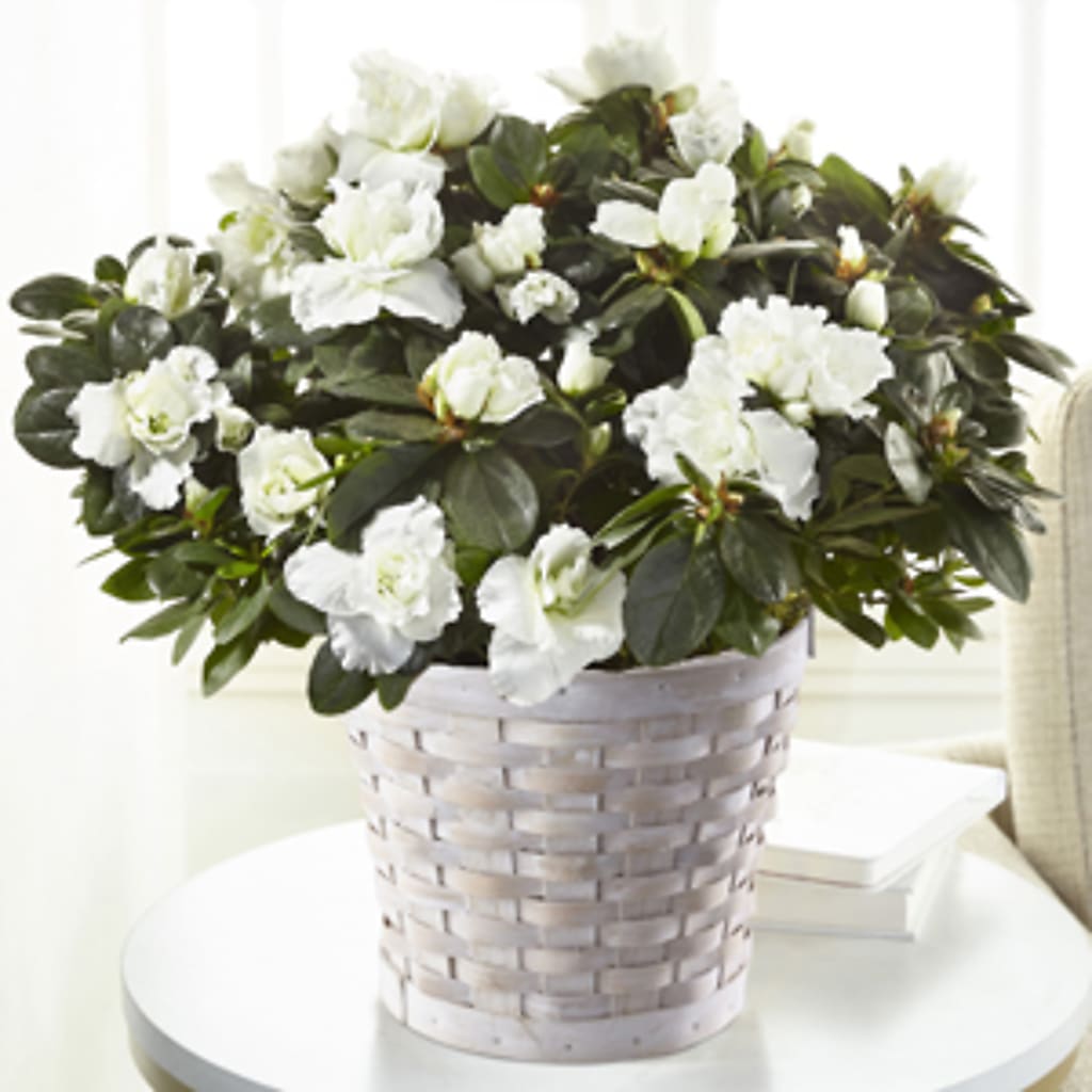 White Azalea Plant – Cg Rain Florist, Cedar Grove NJ