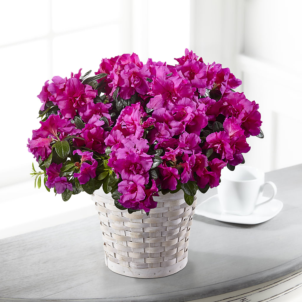Hope & Serenity Azalea Plant – Cg Rain Florist, Cedar Grove NJ