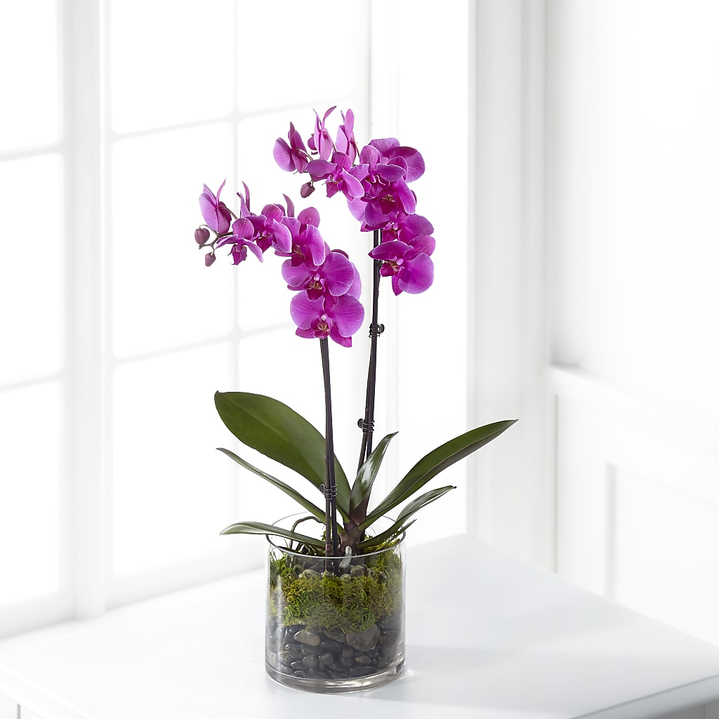 Pink Orchid Plant – Cg Rain Florist, Cedar Grove NJ