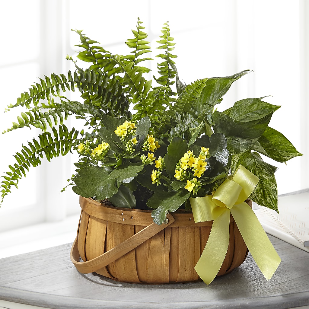 Always Dear Dishgarden – Cg Rain Florist, Cedar Grove NJ