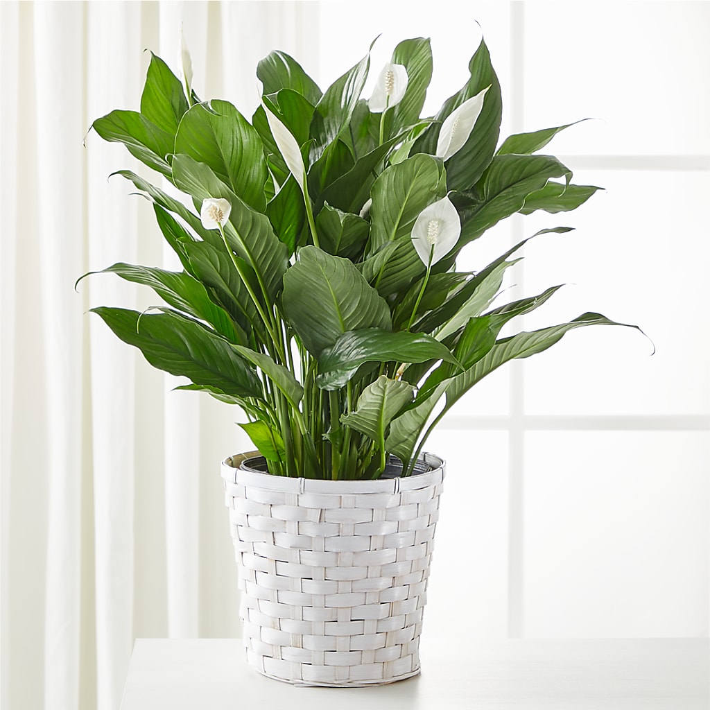 A New Leaf Peace Lily – Cg Rain Florist, Cedar Grove NJ