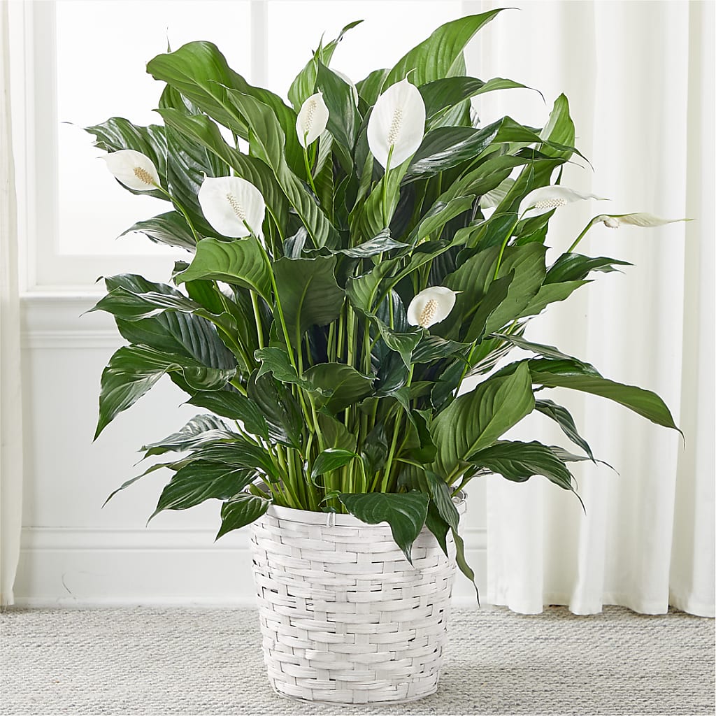 A New Leaf Peace Lily – Cg Rain Florist, Cedar Grove NJ