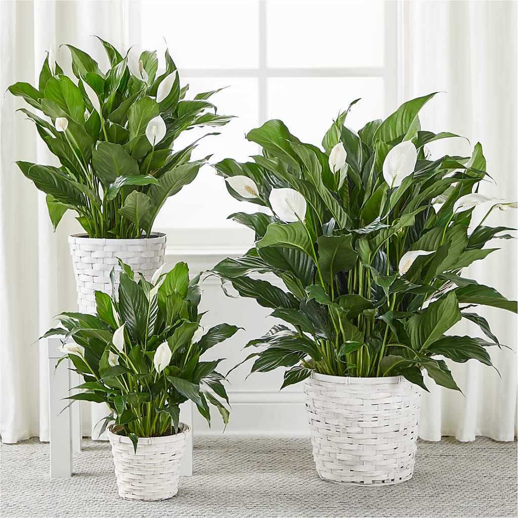 A New Leaf Peace Lily – Cg Rain Florist, Cedar Grove NJ