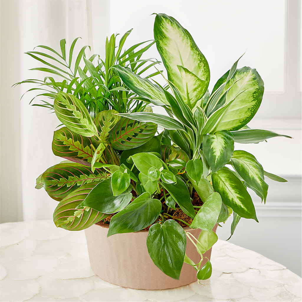 Balance & Harmony Dishgarden – Cg Rain Florist, Cedar Grove NJ