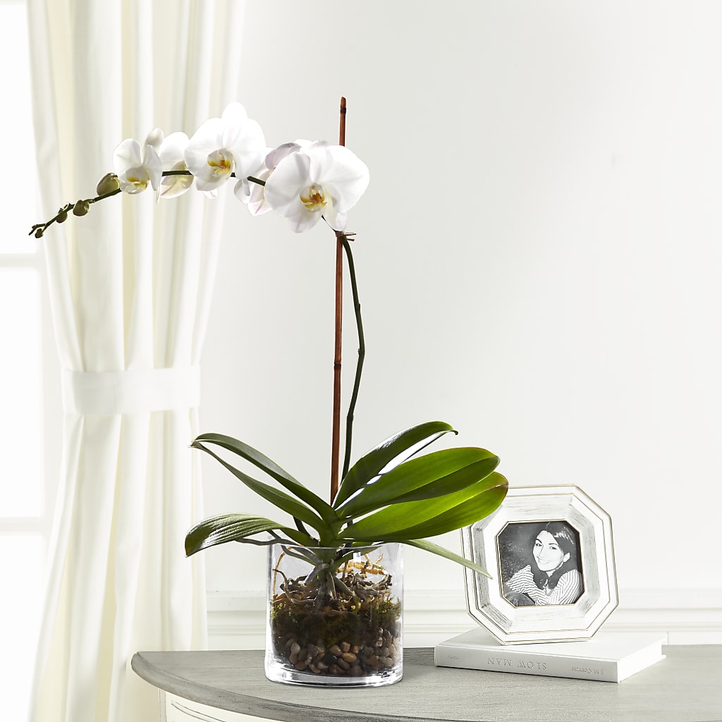 White Orchid Planter – Cg Rain Florist, Cedar Grove NJ