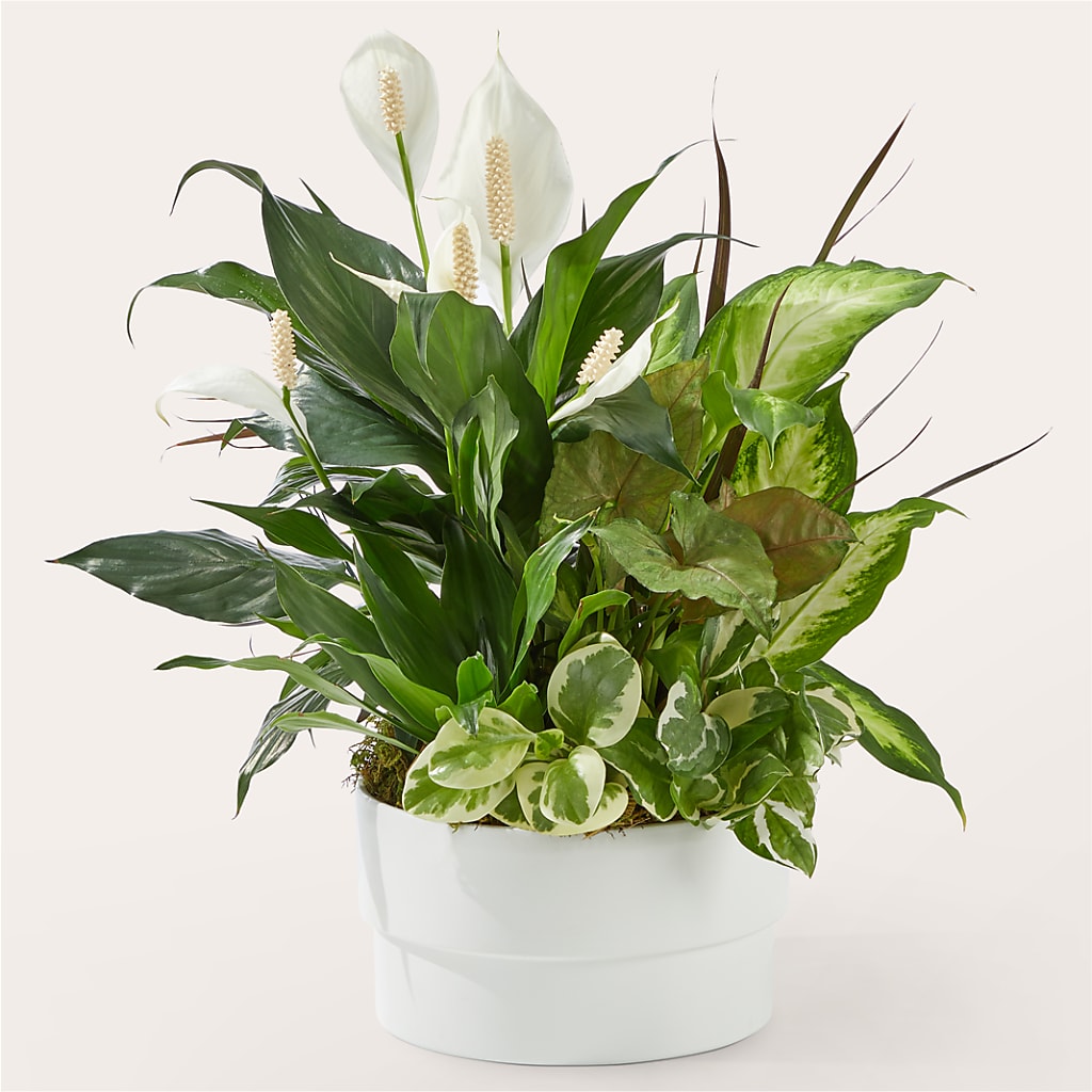 Radiating Positivity Dishgarden – Cg Rain Florist, Cedar Grove NJ
