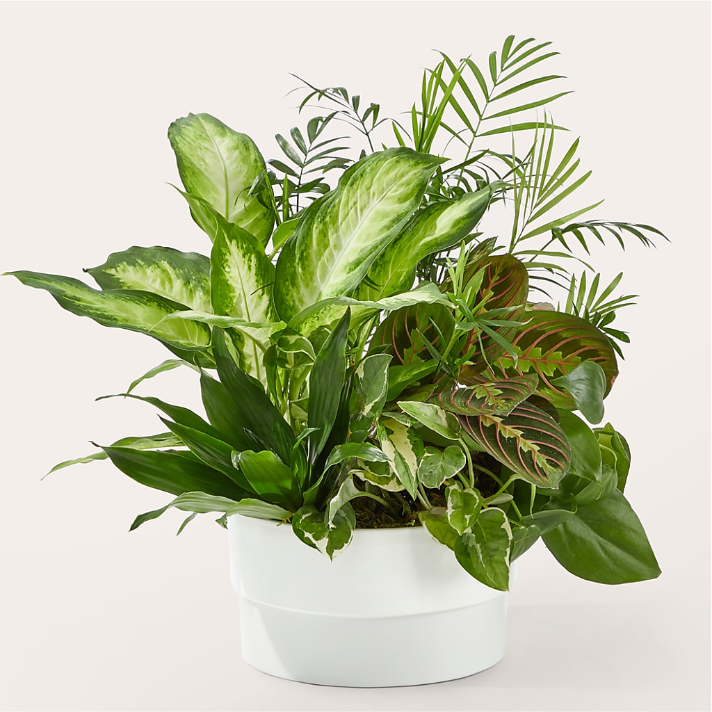 Radiating Positivity Dishgarden – Cg Rain Florist, Cedar Grove NJ