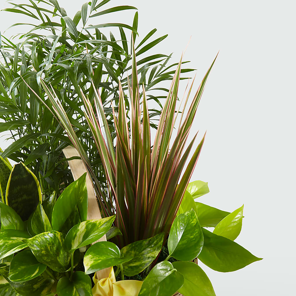 French Garden –  Cg Rain Florist, Cedar Grove NJ