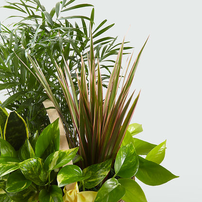 French Garden –  Cg Rain Florist, Cedar Grove NJ