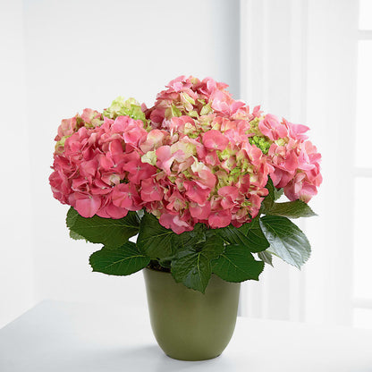 Pink Hydrangea Planter –  Cg Rain Florist, Cedar Grove NJ