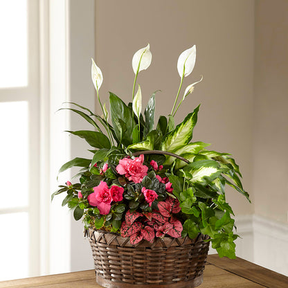 Dream in Pink Dishgarden –  Cg Rain Florist, Cedar Grove NJ