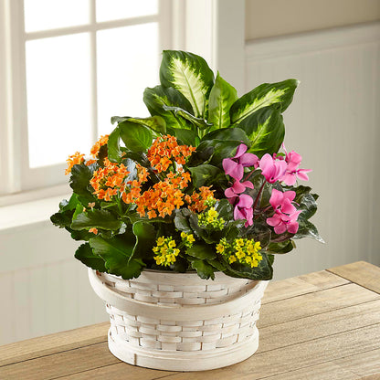 Color Crush Dishgarden –  Cg Rain Florist, Cedar Grove NJ