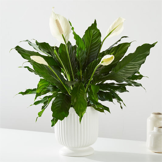 Comfort Planter –  Cg Rain Florist, Cedar Grove NJ