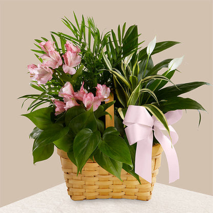 Living Spirit Dishgarden –  Cg Rain Florist, Cedar Grove NJ