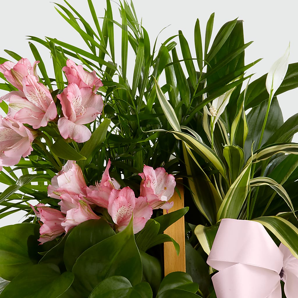 Living Spirit Dishgarden –  Cg Rain Florist, Cedar Grove NJ