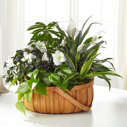 Serene Dishgarden –  Cg Rain Florist, Cedar Grove NJ