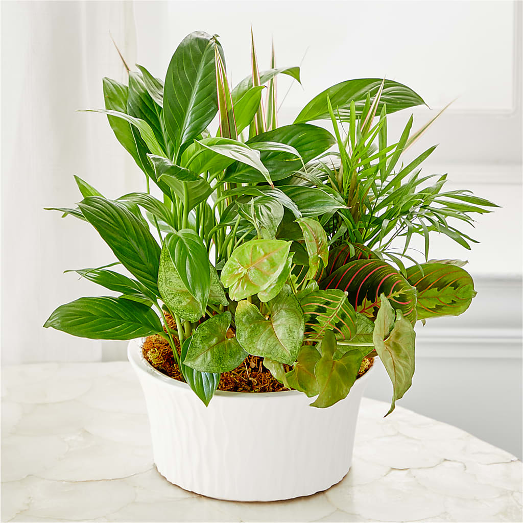 Balance & Harmony Dishgarden –  Cg Rain Florist, Cedar Grove NJ
