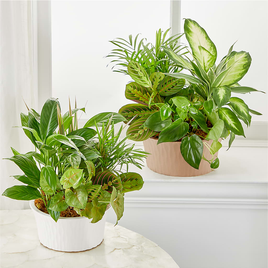 Balance & Harmony Dishgarden –  Cg Rain Florist, Cedar Grove NJ