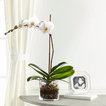 White Orchid Planter –  Cg Rain Florist, Cedar Grove NJ
